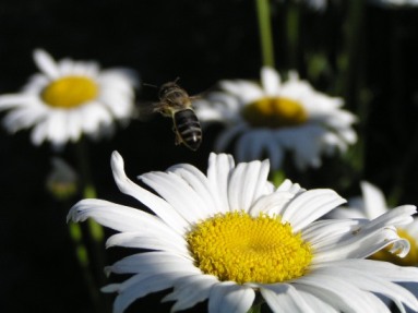 Flor y abeja