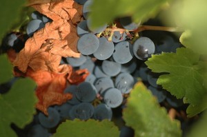 640px-Uva_mencia_en_vendimia