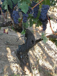 250px-Tempranillo_vine_with_grape_clusters