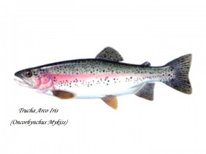 trucha-arcoiris