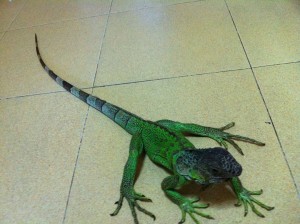iguana