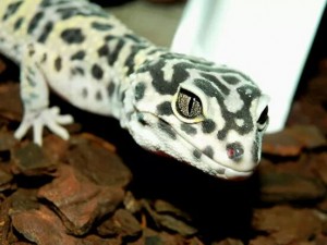 gecko