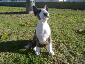 EL GRAN MUNDO EXTERIOR EL GRAN MUNDO EXTERIOR