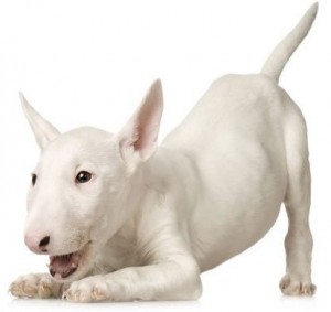 HISTORIA BULL TERRIER HISTORIA BULL TERRIER