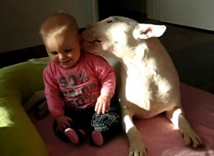 LOS NIÑOS Y EL BULL TERRIER LOS NIÑOS Y EL BULL TERRIER