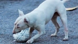 TIEMPO DE JUEGOS CON SU BULL TERRIER TIEMPO DE JUEGOS CON SU BULL TERRIER