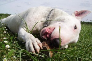 ENERGÍA Y ACTIVIDAD ENERGÍA Y ACTIVIDAD