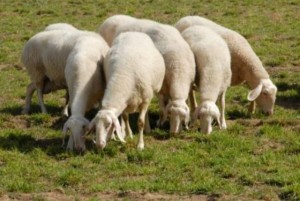 10348606_738032706261171_4565112331983503510_n