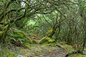 Parque Nacional de Garajonay, La Gomera, Islas Canarias