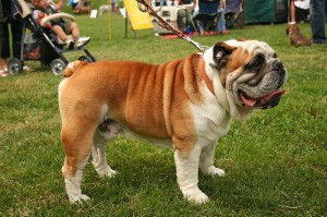 bulldog ingles