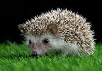 Segunda parte de la prueba