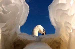 Recorrido Fotográfico del Mundo Animal