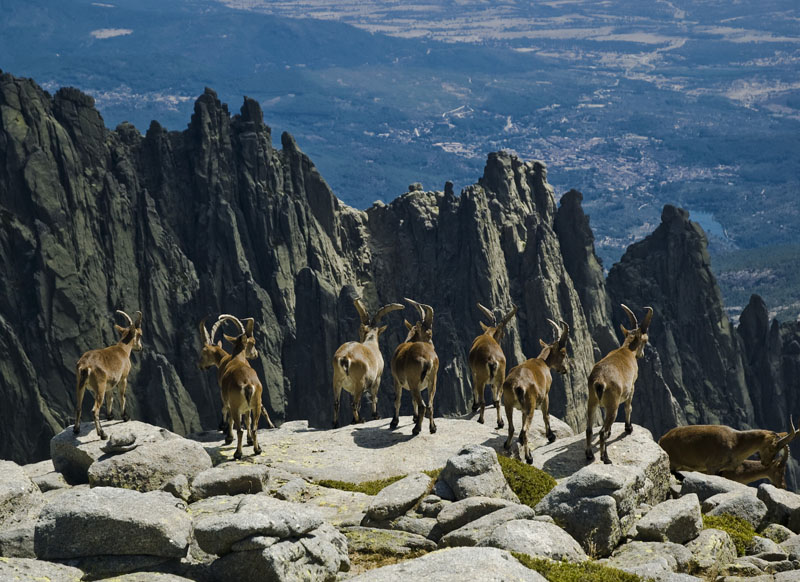 LOS GALAYOS LOS GALAYOS