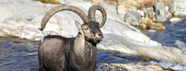 MACHO MONTES MACHO MONTES