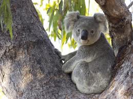 Koala, descubriendo Australia Koala, descubriendo Australia