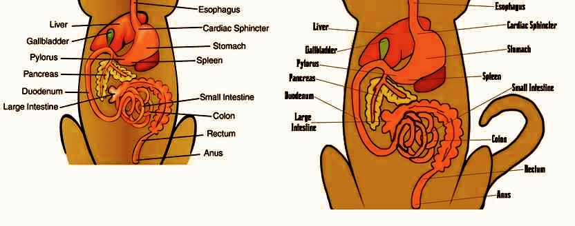 Sistema digestivo del perro pdf