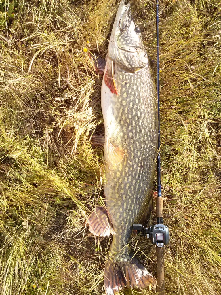 Diario de pesca 2013