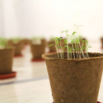 "Plantas que dibujan creciendo mientras recordamos en silencio su sonido". Instalación. Galería weber-Lutgen. 2017