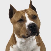 American Staffordshire