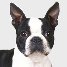 1boston-terrier2