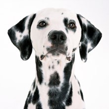 Dalmata