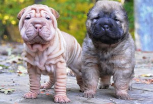 A la izquierda, un ejemplar Shar-Pei con arrugamiento en la piel, y a la derecha sin esa mutación.