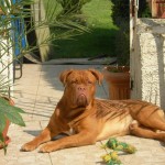 razas-perros-dogo-burdeos