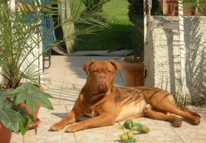 razas-perros-dogo-burdeos