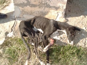 mascotas_galgo_pozo_1