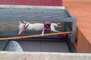 perros torturados barna