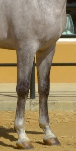 extremidades_posteriores