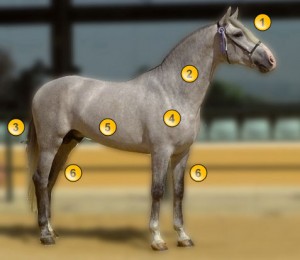 morfologia_caballo_cartujano