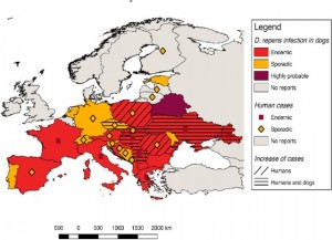 Map-showing-the-current-distribution-of-Dirofilaria-repens-in-dogs-and-humans-in-Europe_W640