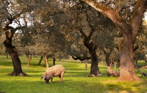 Nutricion terrestre.