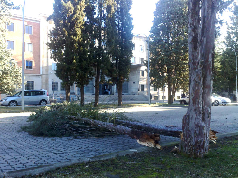 arbol caido en el parking del campus Ciudad Jardín 