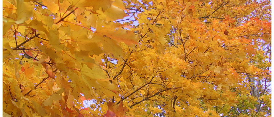 Otoño amarillo