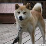 akita-inu2