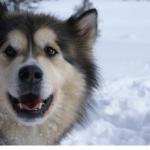 alaskan-malamute2