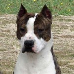 american-staffordshire-terrier1