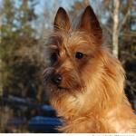 australian-terrier5