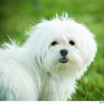 bichon-maltes1