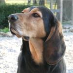 black-and-tan-coonhound1
