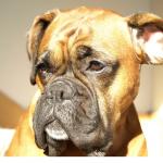 boxer1