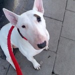 bull-terrier2