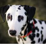 dalmata1