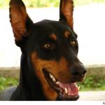 dobermann1