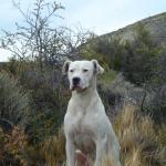 dogo-argentino1