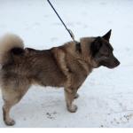 elkhound-noruego-gris1