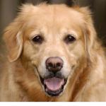 golden-retriever1