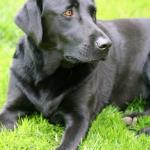 labrador-retriever1
